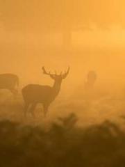 The Taoist nun was f