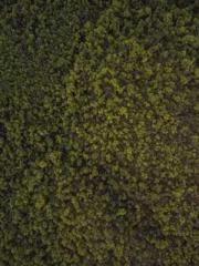 The Sovereign of the