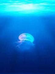 Lu Wanwan Li Jingche