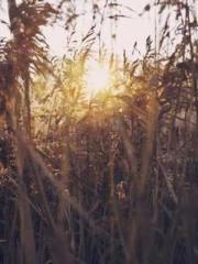 Rong Shao Nan Ning Y