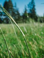 Fu Zi Mo Qin Luo Yan